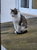 Katze Lilly vermisst in Nattheim Baden-Württemberg - Heidenheim an der Brenz Vorschau