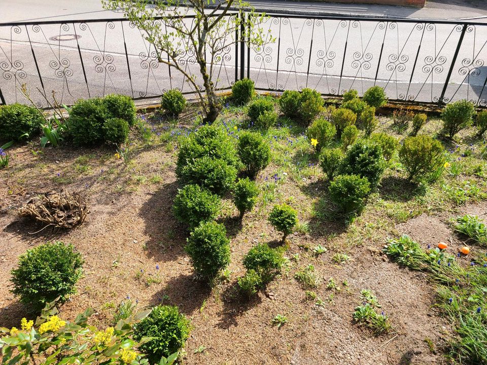 Buchsbaum Buchs Hecke Buchsbaumkugel ZU VERKAUFEN in Schwabach