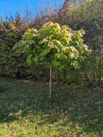 Schöner Ahornbaum Nordrhein-Westfalen - Solingen Vorschau