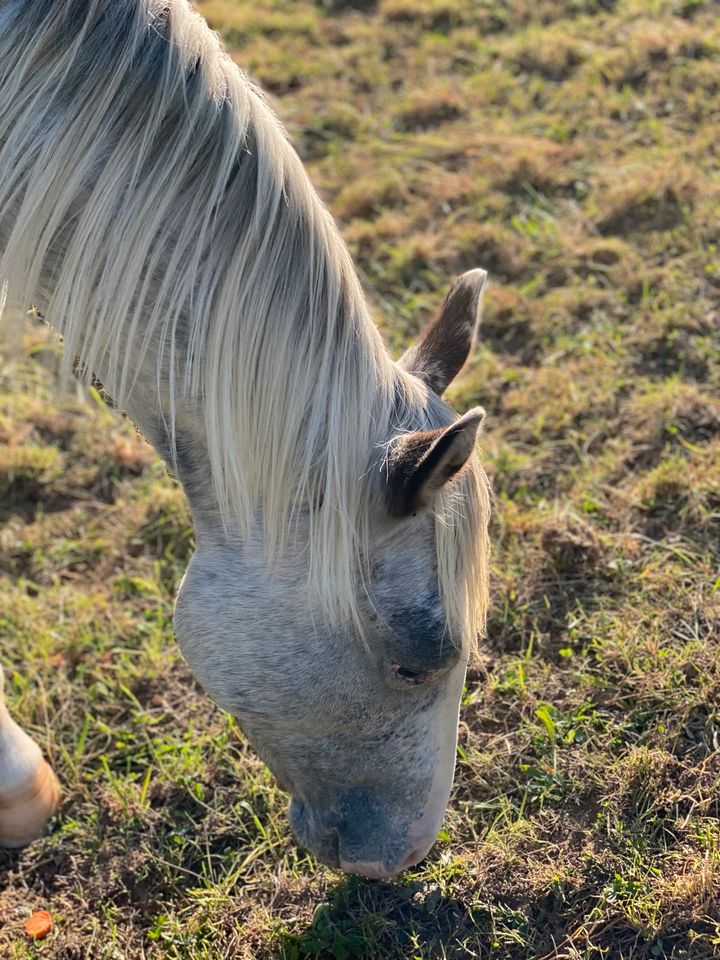 Appaloosa Fewspot Wallach 2j. Traumpferd in Göppingen