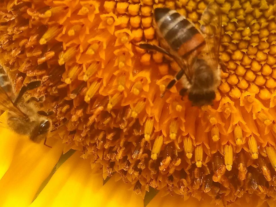 Regionaler Honig von Imker in Wolpertswende