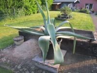 schöne dekorative Agave, über 40 Jahre alt Nordrhein-Westfalen - Kamp-Lintfort Vorschau