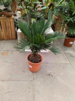 Palmfarn Sagopalme Cycas revoluta 50-60cm Zimmerpflanze Nordrhein-Westfalen - Nordkirchen Vorschau