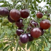 Tomatenpflanzen viele Sorten in Rot -Schwarz-Grün und Gelb Niedersachsen - Langlingen Vorschau