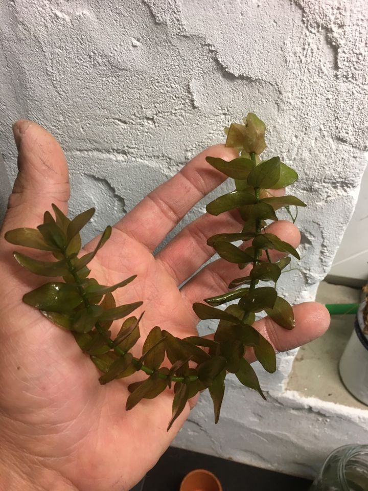 TOP Rotala rotundifolia Aquarium Wasserpflanze in Oberirsen