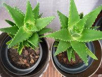 Aloe Vera  verschiedene Größen Niedersachsen - Rhauderfehn Vorschau