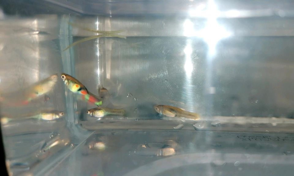 3 x Endler Guppy in Litzendorf