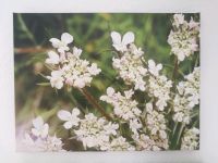 Weiße Blütenpracht | 30 x 40 cm | auf Leinwand Nordrhein-Westfalen - Rösrath Vorschau