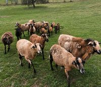 Barbados Schafe Thüringen - Wasungen Vorschau