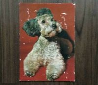 0,25 € VB: alte Postkarte Hund 49-Z3301 Tierpostkarte Pudel Berlin - Köpenick Vorschau