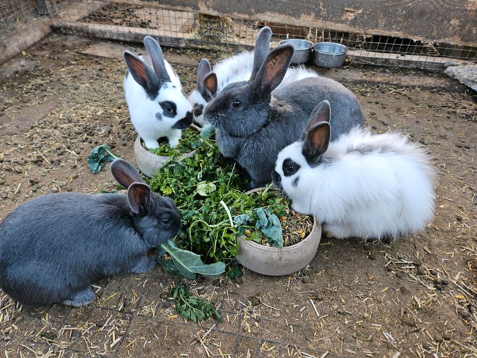 Junge Kaninchen, Kleinschecken in Wedemark