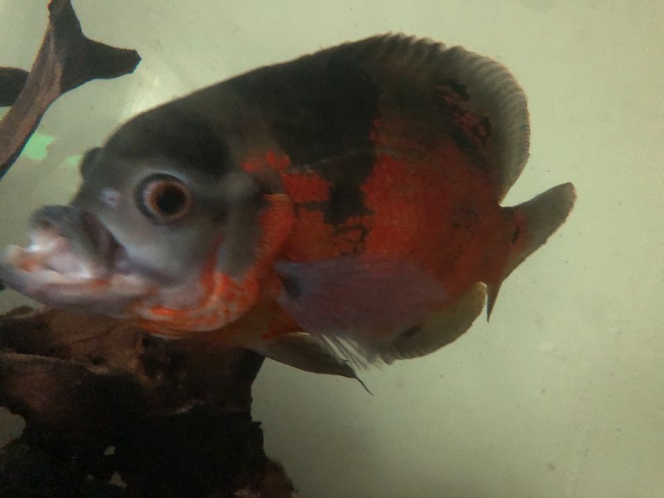 Oscar Rot-Tiger, Astronotus ocellatus in Veitsbronn