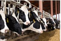 Milchviehbetrieb -Hochrentabel- in junge Hände zu geben Niedersachsen - Scheeßel Vorschau