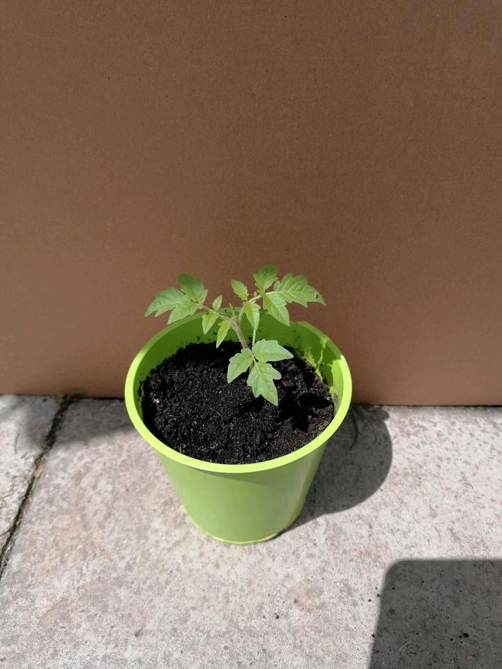 Bio Black Plum, Tomate, Gewächshaus, Garten, Hochbeet, Gemüse in München