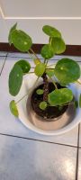 Pilea,chinesische geldbaum Berlin - Mitte Vorschau