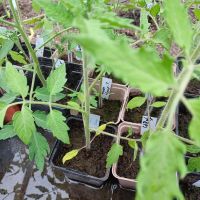 Tomaten Pflanzen Bayern - Haimhausen Vorschau