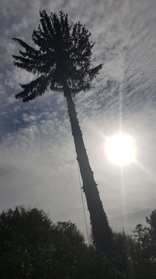 Baumfällung/ Baum Fällen/ Sturmschaden in München