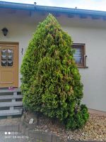 Baum Pflanze Rheinland-Pfalz - Simmertal Vorschau