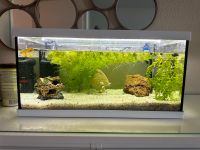 Aquarium mit Goldfische Baden-Württemberg - Sindelfingen Vorschau
