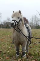 Pony reiten für die Kleinen Niedersachsen - Wistedt Vorschau