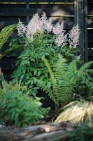 30 Samen Hoher Waldgeißbart,Aruncus dioicus,Schatten,Halbschatten Saarland - Großrosseln Vorschau