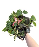 Versch. Babyplants Monstera Philodendron Hoya Pilea Aglaonema Hannover - Vahrenwald-List Vorschau