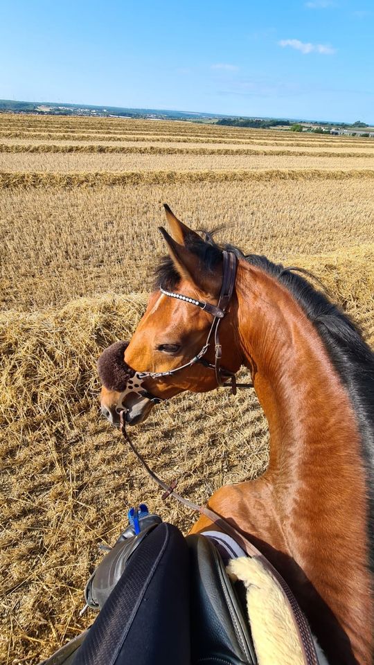 Pflegebeteiligung / Reitbeteiligung in Bad Lippspringe