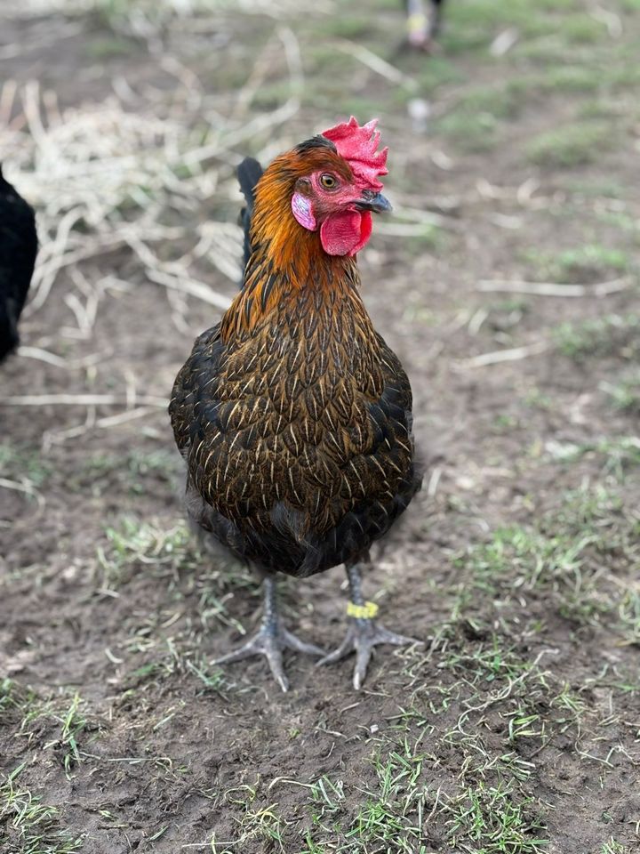 ⭐Bruteier Olivleger, Buntleger, Easteregger, Marans sk, Hühner⭐ in Kronach