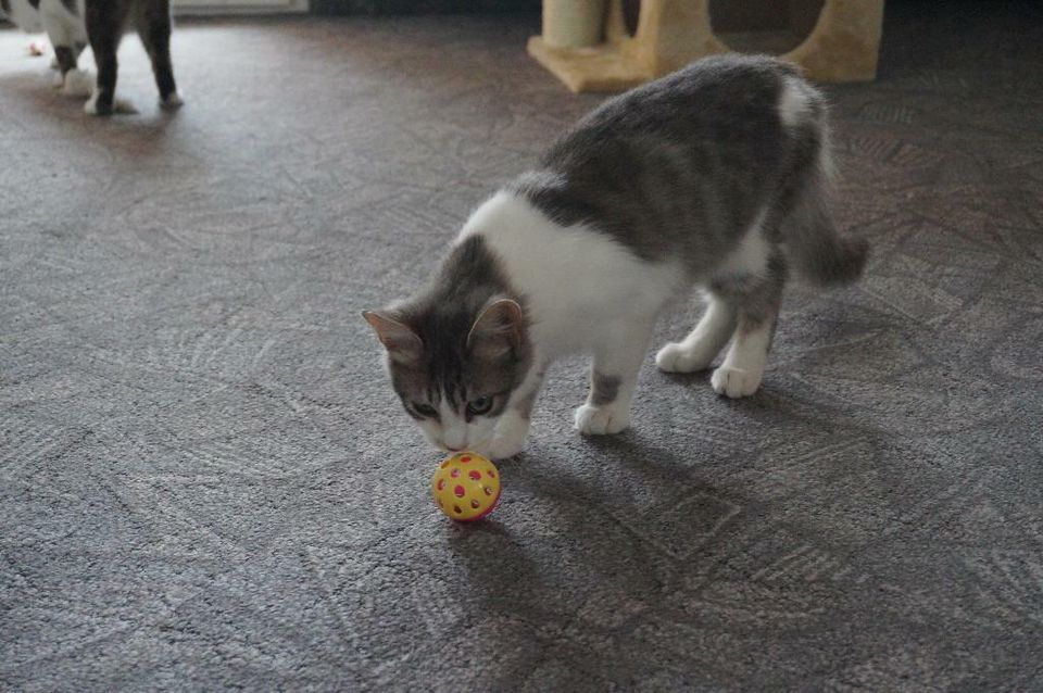 Kater Marcello gestohlen in Köln