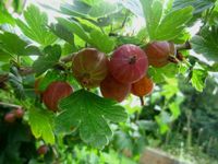 Stachelbeere, Rote  Hinnonmäki süss mehltauresistent Beerenobst Hessen - Liebenau Vorschau