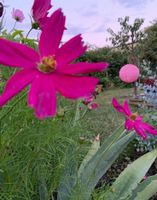 Cosmea Samen 1 Tütchen Gemicht Rheinland-Pfalz - Koblenz Vorschau