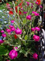 Lichtnelke rot Gartenblume sonnig winterhart Baden-Württemberg - Renningen Vorschau