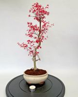 Bonsai Acer Palmatum Deshojo. 2 verschiedene. Preis pro Stück Rheinland-Pfalz - Böhl-Iggelheim Vorschau