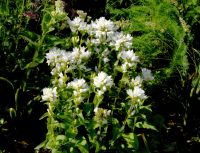 5x Campanula glomerata `Alba` Knäuel Glockenblume 2,20€ Stck P9 Bayern - Bayreuth Vorschau