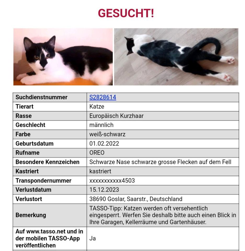 Entlaufen,zugelaufen,vermisst  Kater in Vienenburg