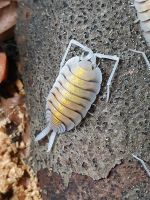 Porcellio bolivari "Yellow Ghost" Asseln Saarland - Schiffweiler Vorschau