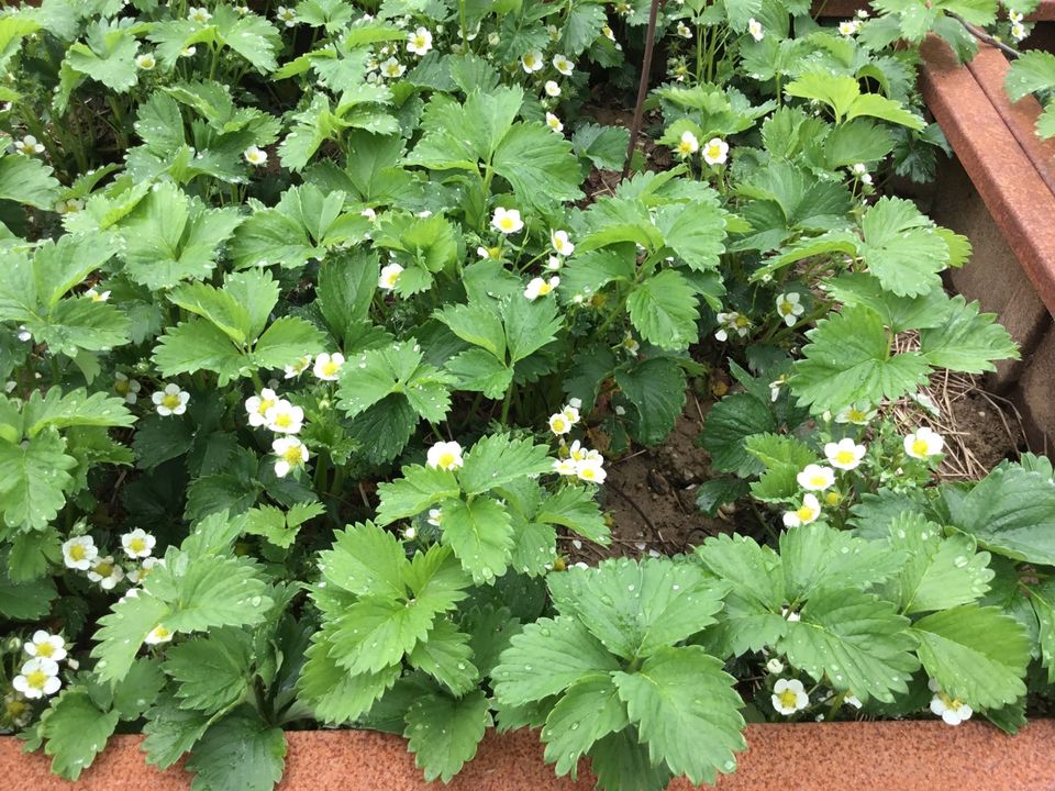 Erdbeeren -Himmbeer -Kräuter Pflanzen Garten in Erkelenz