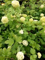 Viburnum opulus 'Roseum', echter Schneeball Niedersachsen - Großefehn Vorschau