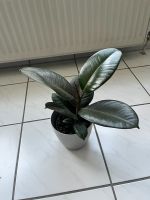 Ficus Elastica Baden-Württemberg - Owen Vorschau