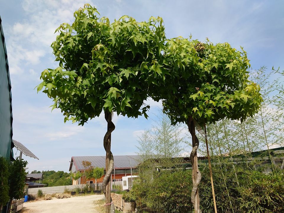 Amberbaum gedrehter Stamm  Liquidambar styraciflua Höhe ca. 270cm in Ofterdingen