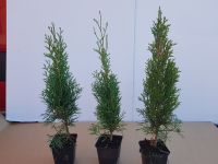 Lebensbaum Thuja occidentalis 'Smaragd'  T.B.9  40-50  10 Stück Niedersachsen - Twistringen Vorschau