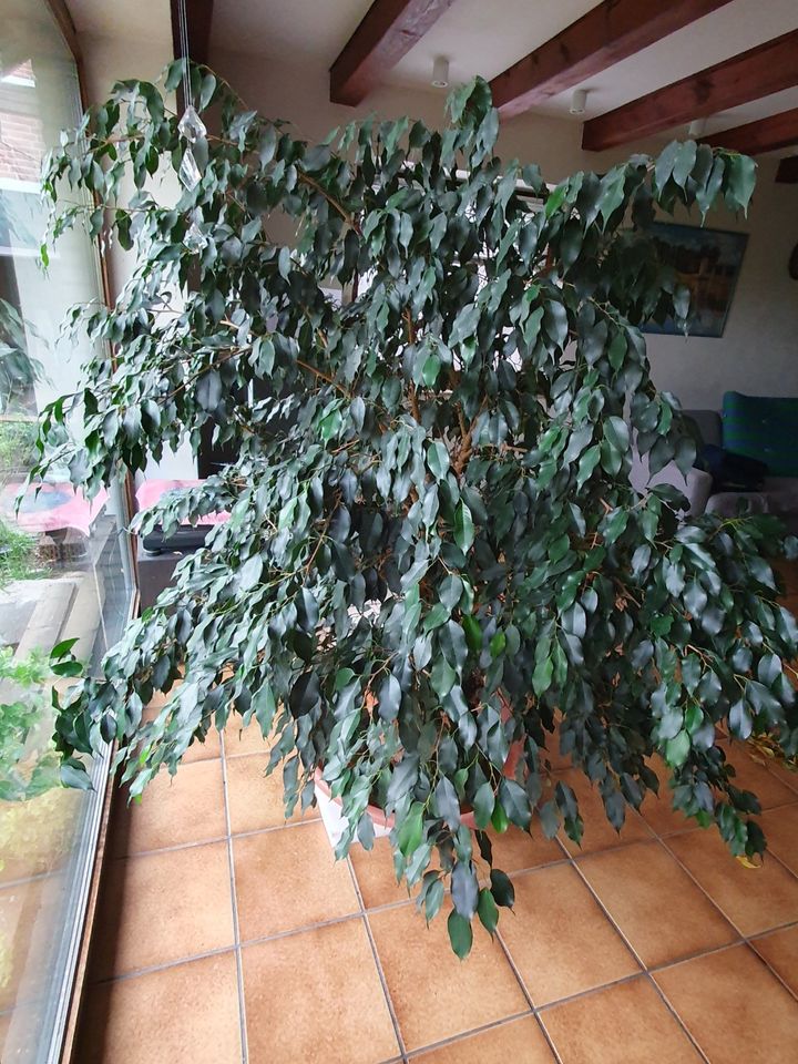 Ficus Benjamina in Hankensbüttel