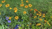 Sonnenhut, Rudbeckia Hessen - Heidenrod Vorschau