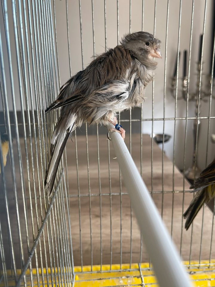 Schöne Kanarienvögel belgische etc in Minden