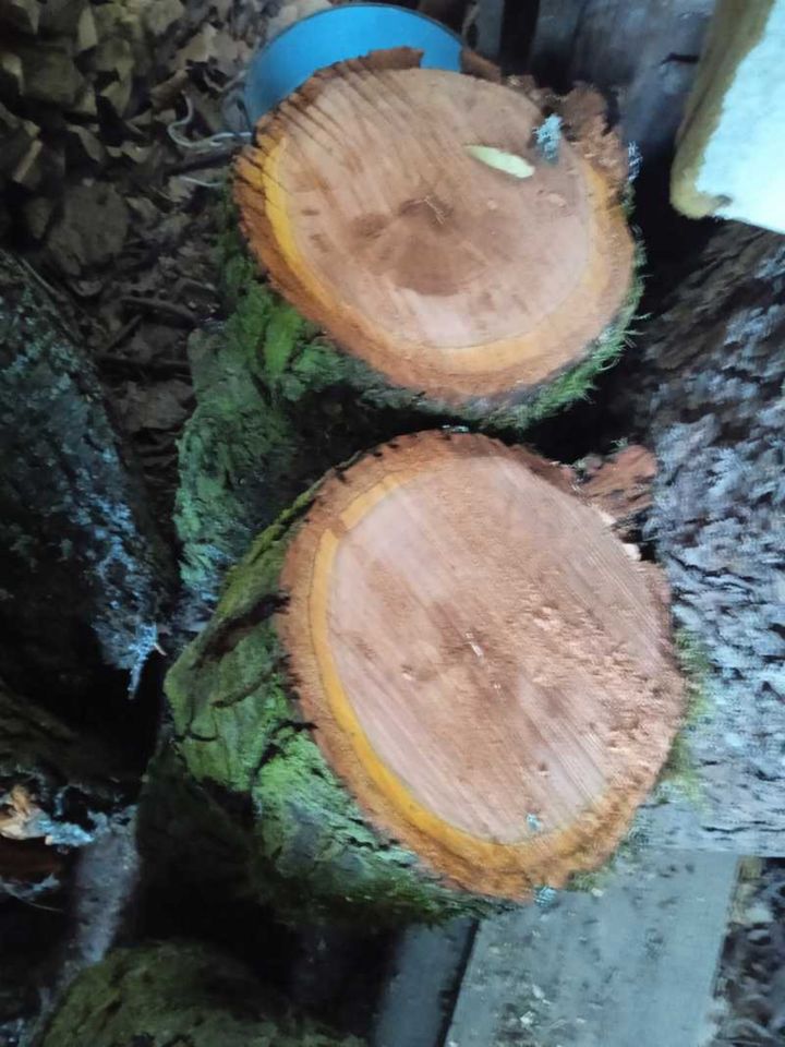Fein gemasertes Roh - Holz vom Pflaumenbaum in Bad Gottleuba-Berggießhübel