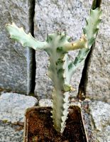 Euphorbia Lactea White Ghost - M26 Hessen - Obertshausen Vorschau