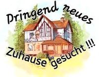 Suche dringend ein 2 bis 3 Zimmer Wohnung. Schleswig-Holstein - Süderbrarup Vorschau