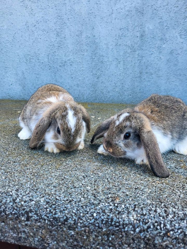 Junge Kaninchen aus Hobbyzucht in Waltrop