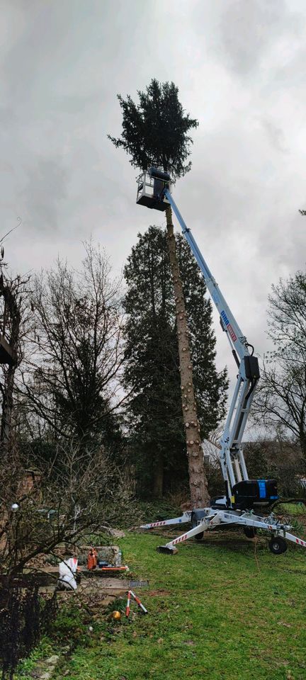 Forstservice Häckseln Mulchen Bauplatz Rodung Hecken schneiden in Marktheidenfeld