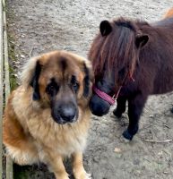 Shetty Hengst Pony Shetland Schleswig-Holstein - Hemmingstedt Vorschau